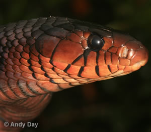 Alabama: Eastern indigo snake found in the state for just the second time  in 60 years