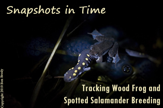 Photographs of Amphibians and Reptiles
