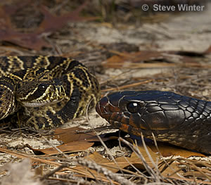 Eastern Indigo takes on an Eastern Diamondback