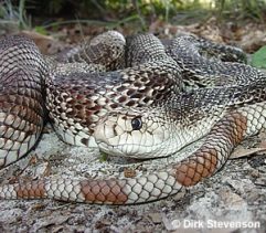 Florida Pine Snake Florida Pine Snake
