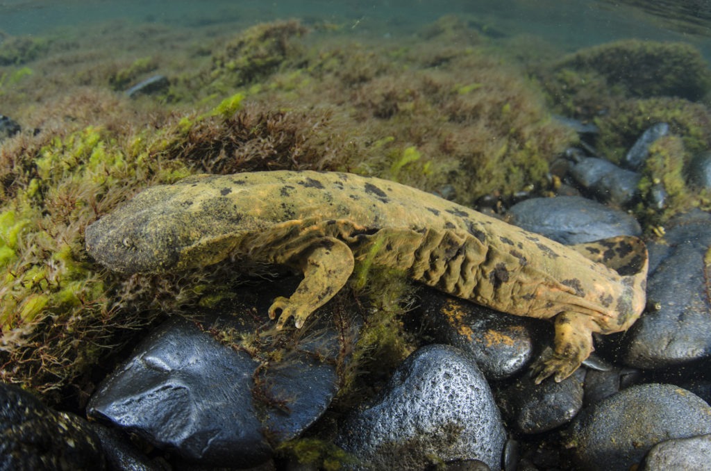 Hellbender Salamander - The Orianne Society