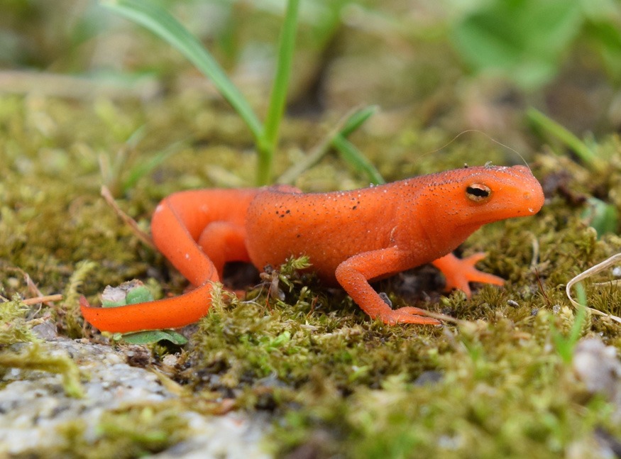 Eastern Newt, Red Eft