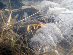 Adult Eastern Newt eating salamander eggs.