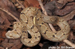 Atheris mabuensis photo by Dr Bill Branch_resized.jpg