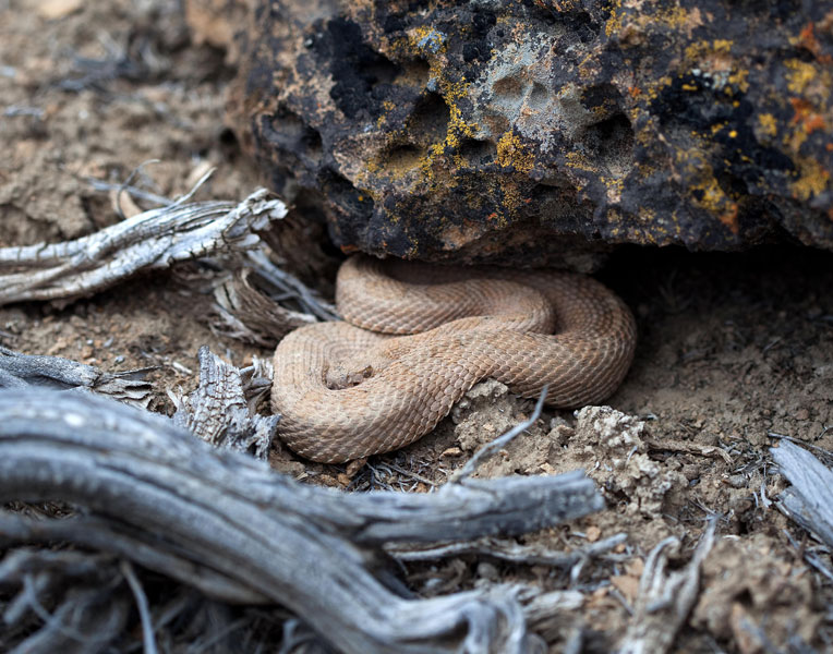 Wildlife action plan. Crotalus oreganus concolor, Courtesy of Josh Parker.