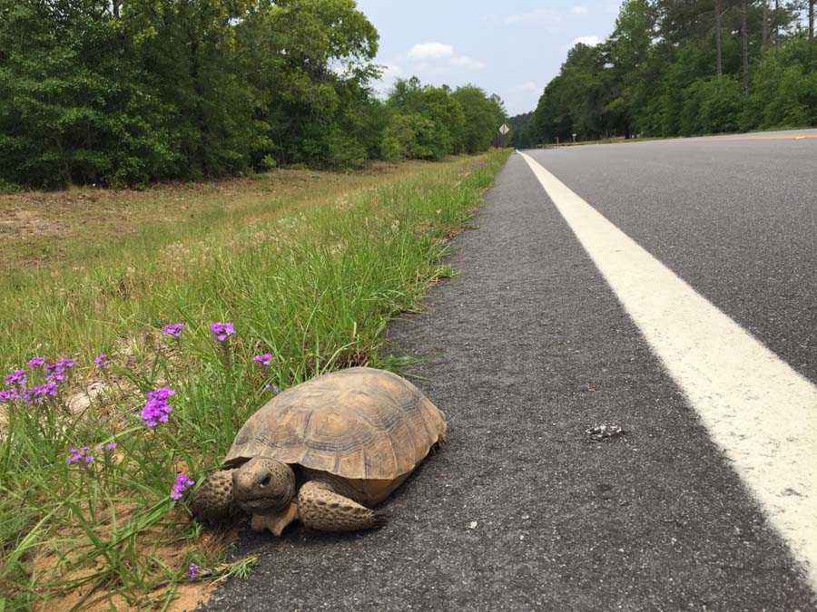 Gopher Tortoise by road - Houston.jpg