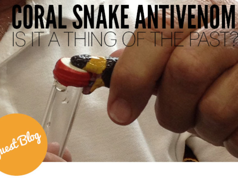 Coral Snake Antivenom The Orianne Society