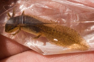 Larval Eastern Newt with external gills.