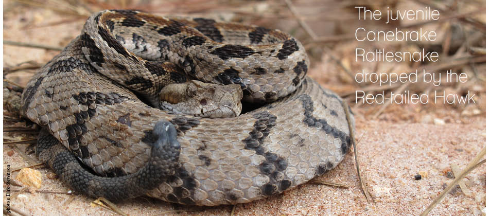 Canebrake Timber Rattlesnake shed articulation on paper, venomous ...