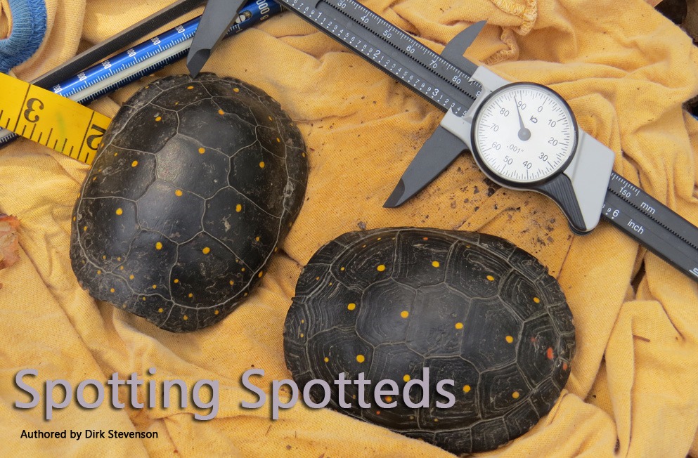 Spotting_Spotteds.jpg