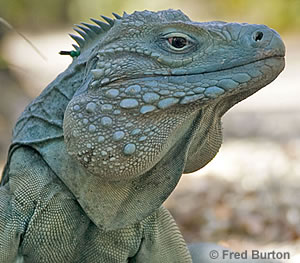 Blue Iguana