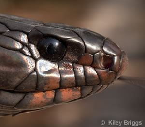 Eastern Indigo Snake