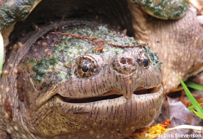 Common Snapping Turtles