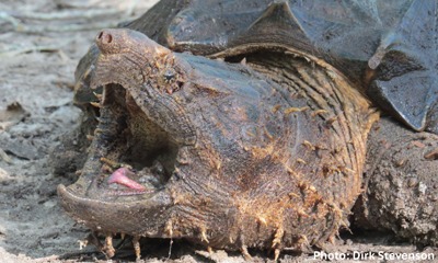 Alligator Snapping Turtles