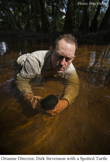 Spotted Turtles and Falling Face First: An interview with Orianne's ...