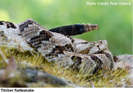 Timber Rattlesnake