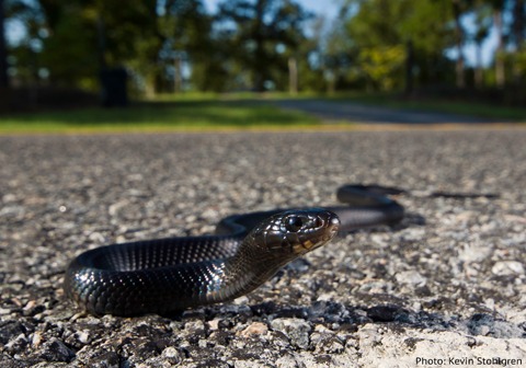Fall Snake Activity