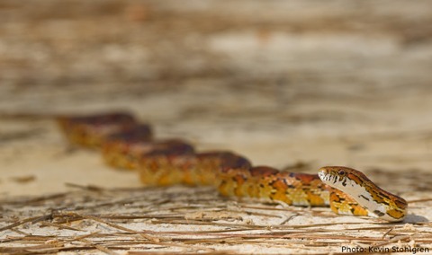 Fall Snake Activity