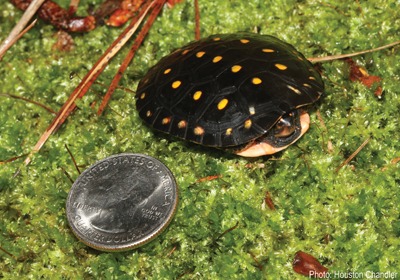 Spotted Turtles