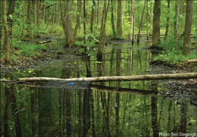 Spotted Turtles