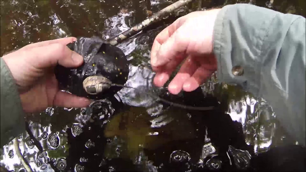 Tracking Spotted Turtles - The Orianne Society