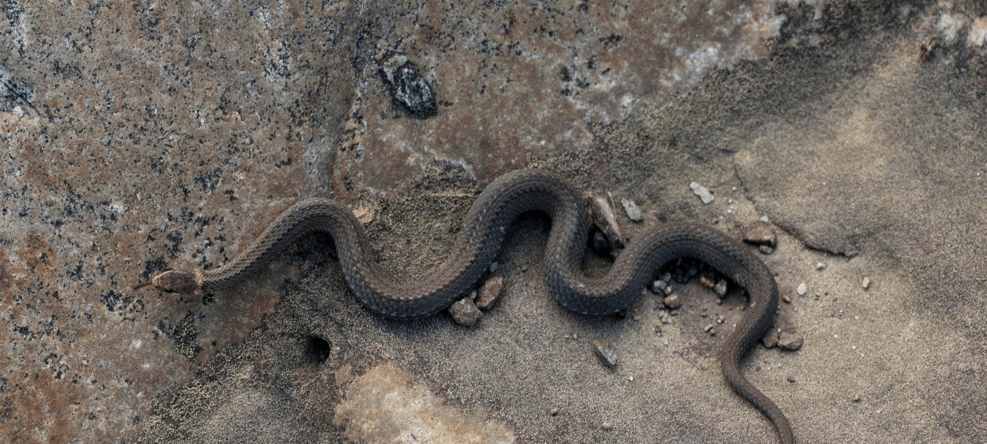 The Red-Bellied Snake