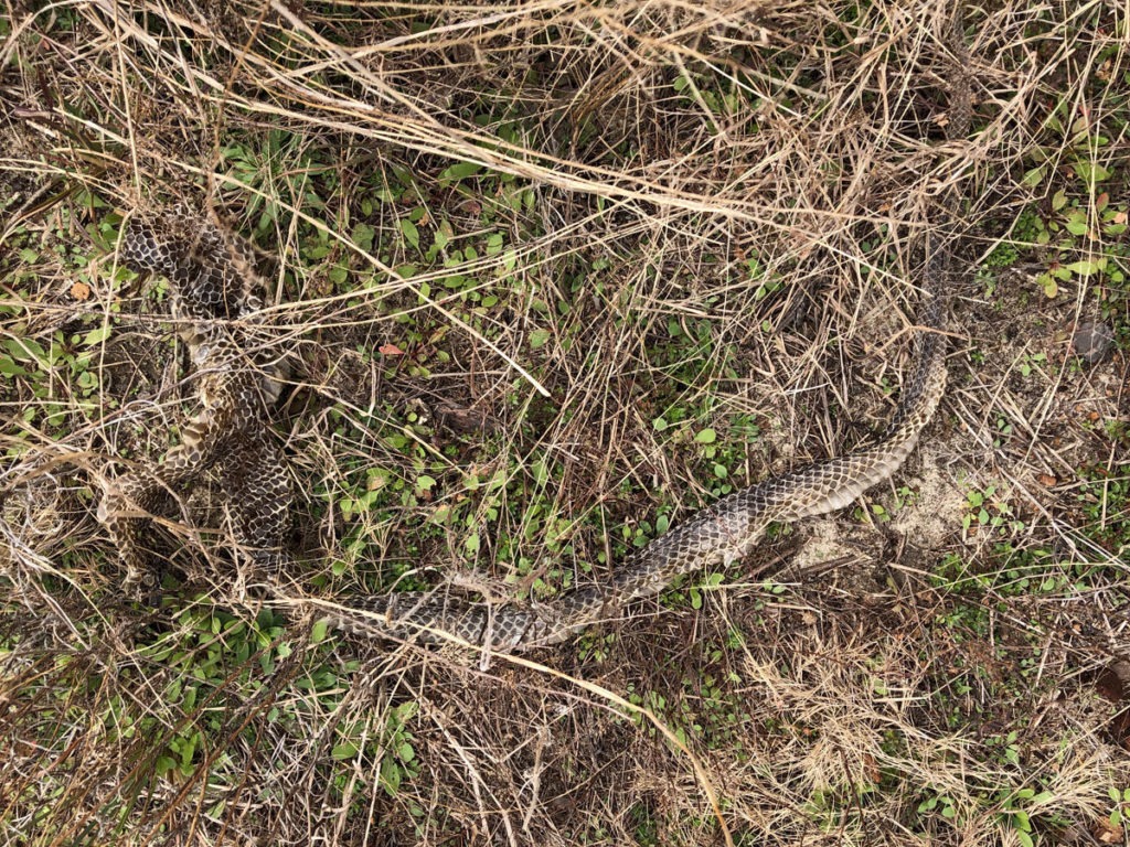 A fresh indigo snake shed skin that is completely intact.