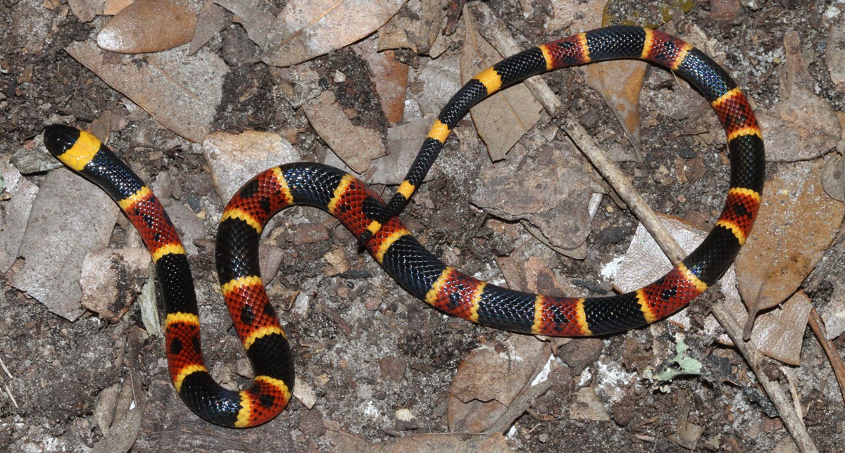 milk vs coral snake