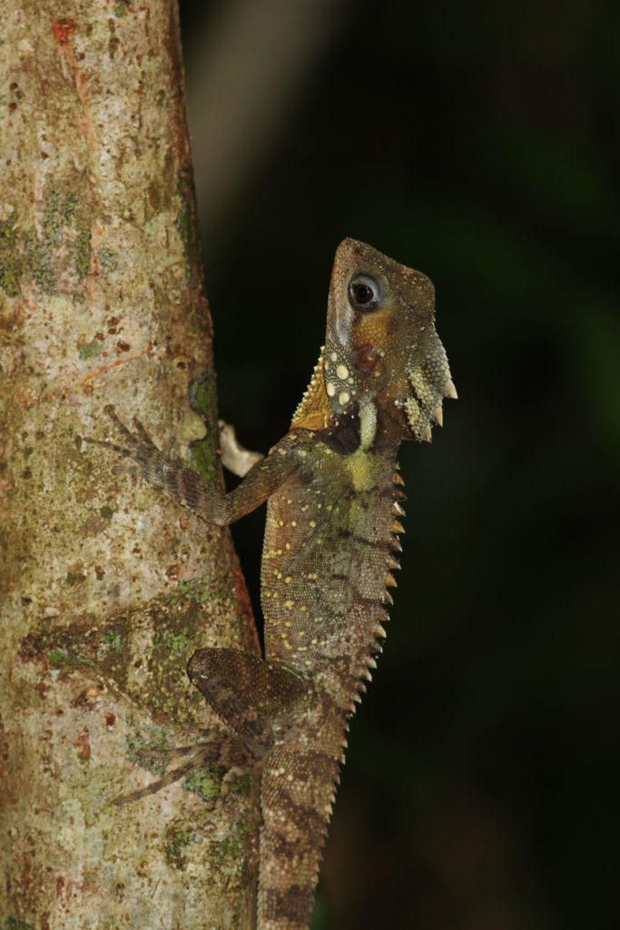 A Boyd's Forest Dragon (Hypsilurus boydii) from northeastern Queensland, Australia. These lizards inhabit tropical rainforests, spending a majority of their time perched vertically on tree trunks. Their excellent camouflage helps them avoid potential predators.