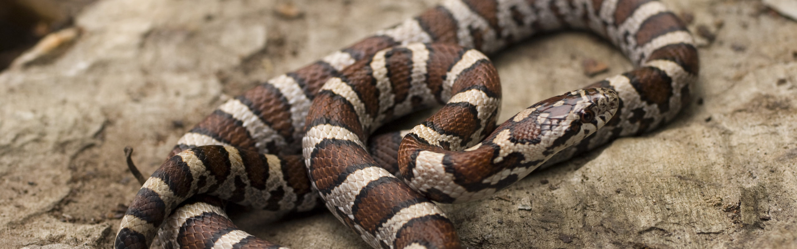 milk snake teeth