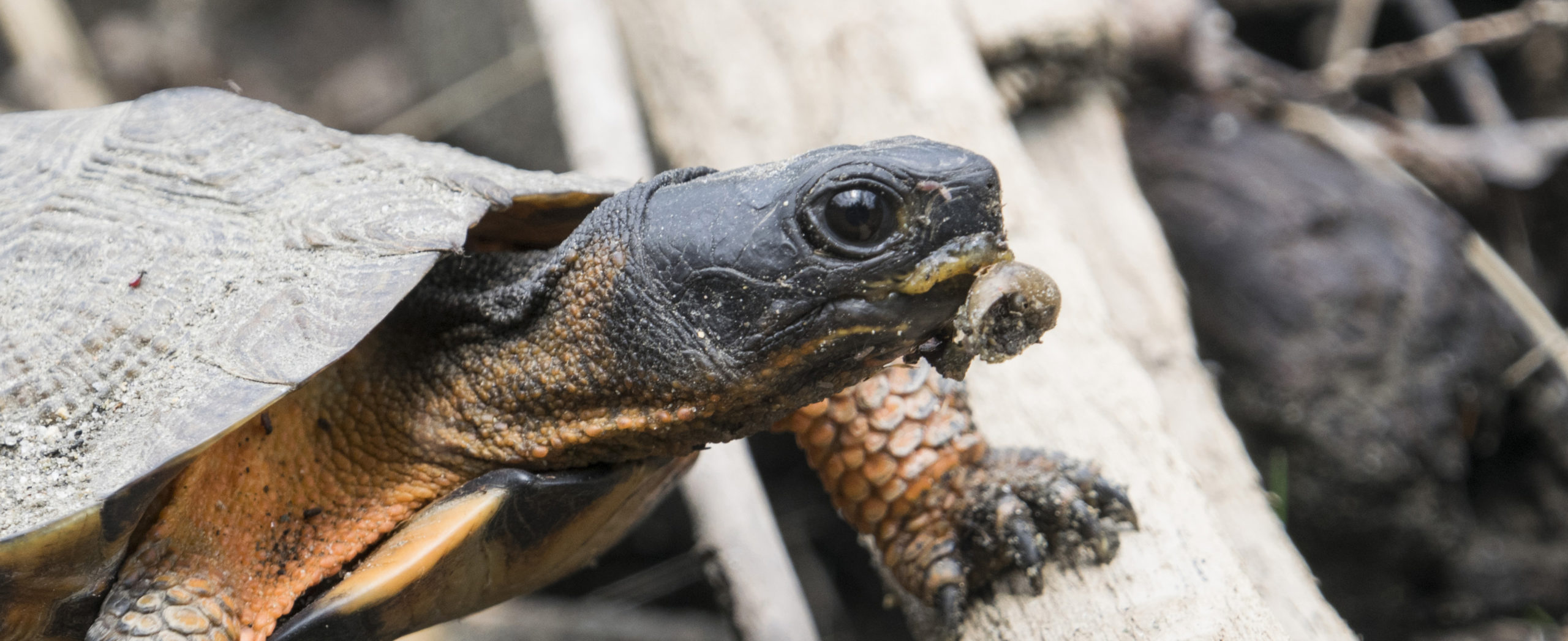On Snails and Slugs: A Wood Turtle's Perspective - The Orianne Society