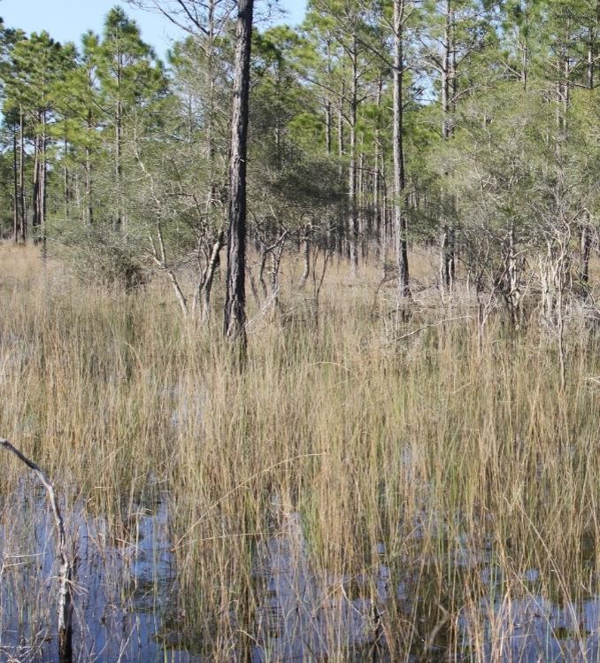 A person standing on a dry grass field

Description automatically generated