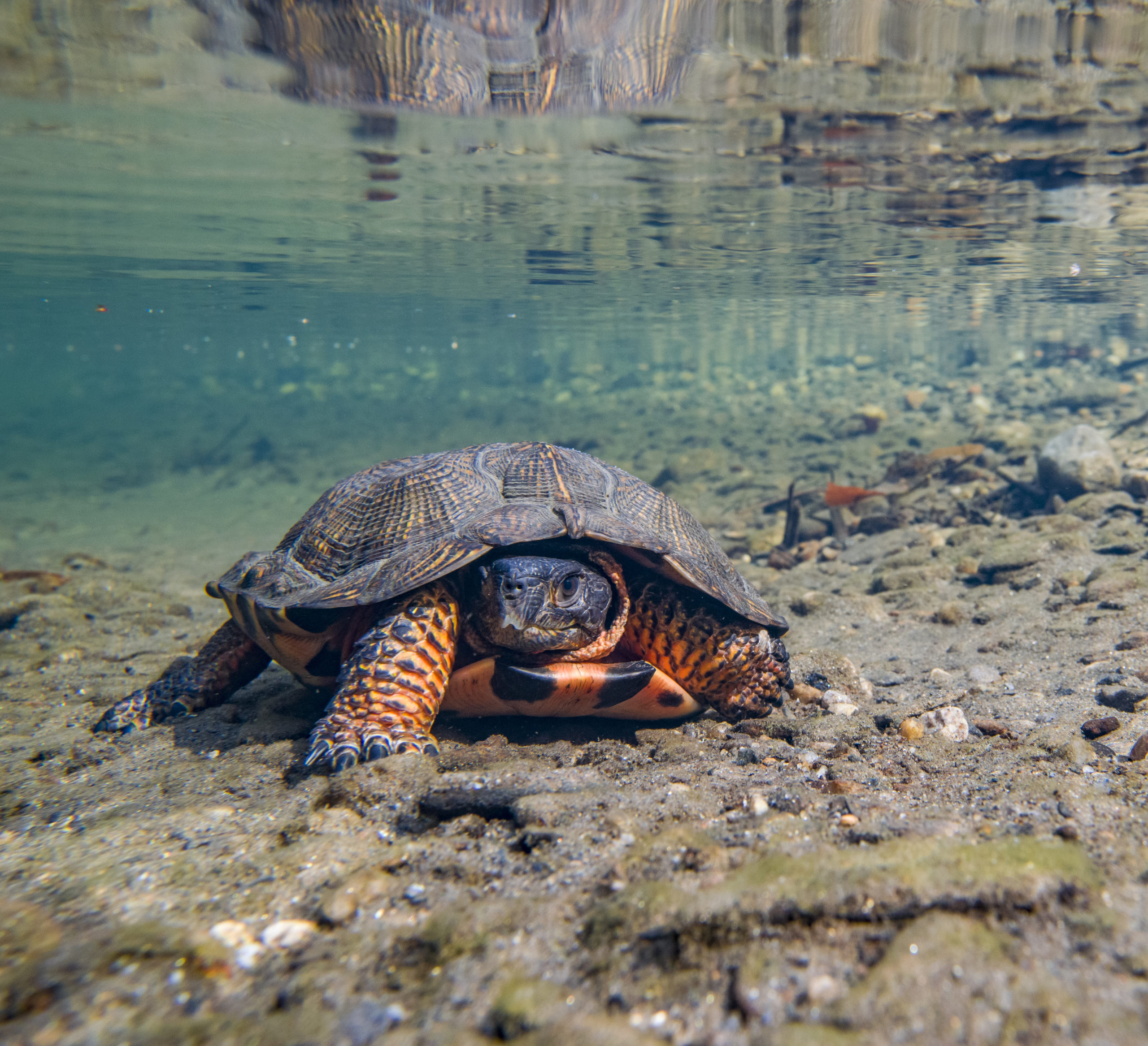 Don'T Kill Your Turtle!  Water Deprivation Survival Time - esh174o