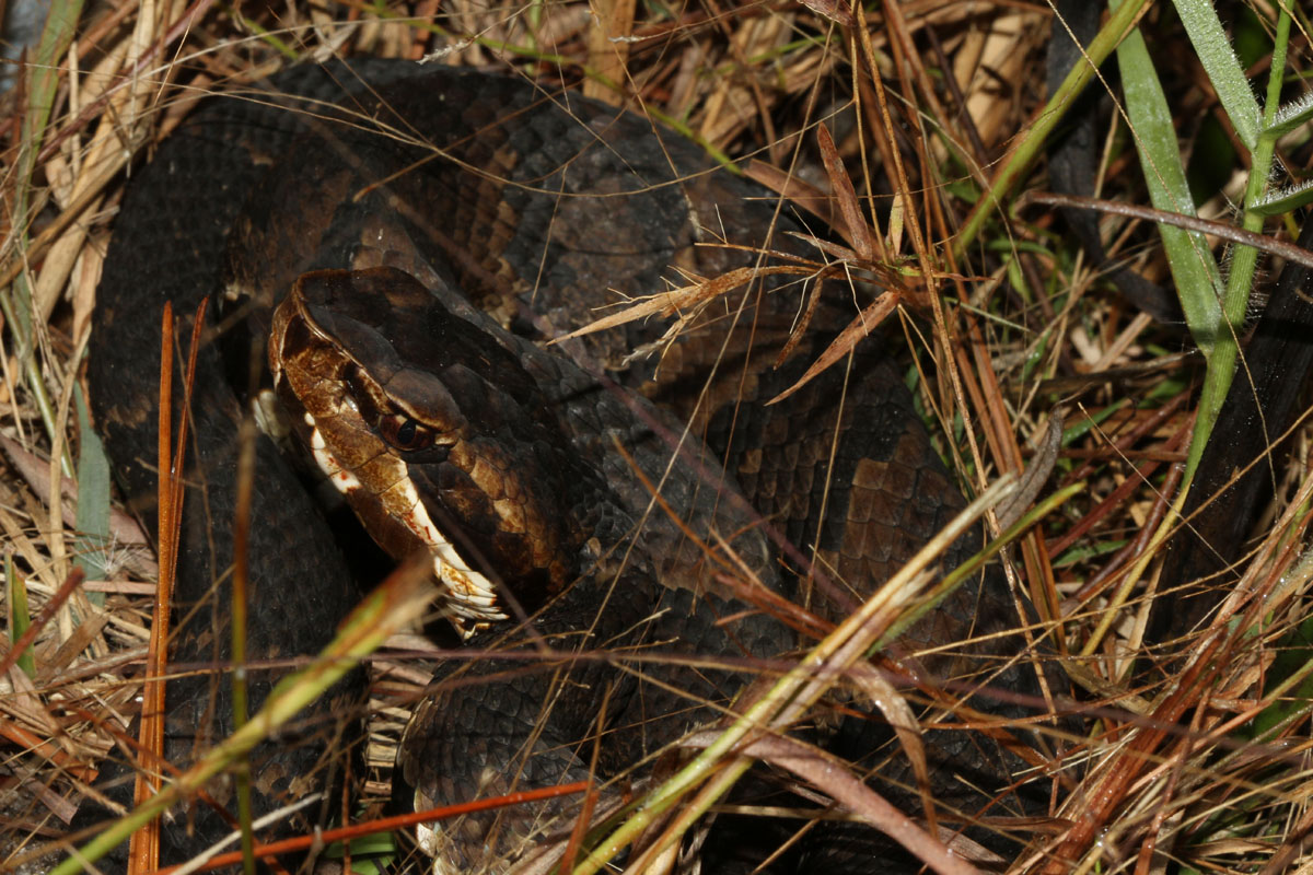 The Cottonmouth Myth - The Orianne Society