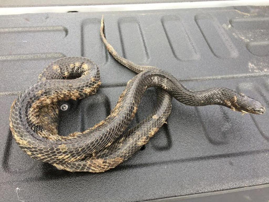 Eastern Indigo Snake with ophidiomycosis – John Jensen
