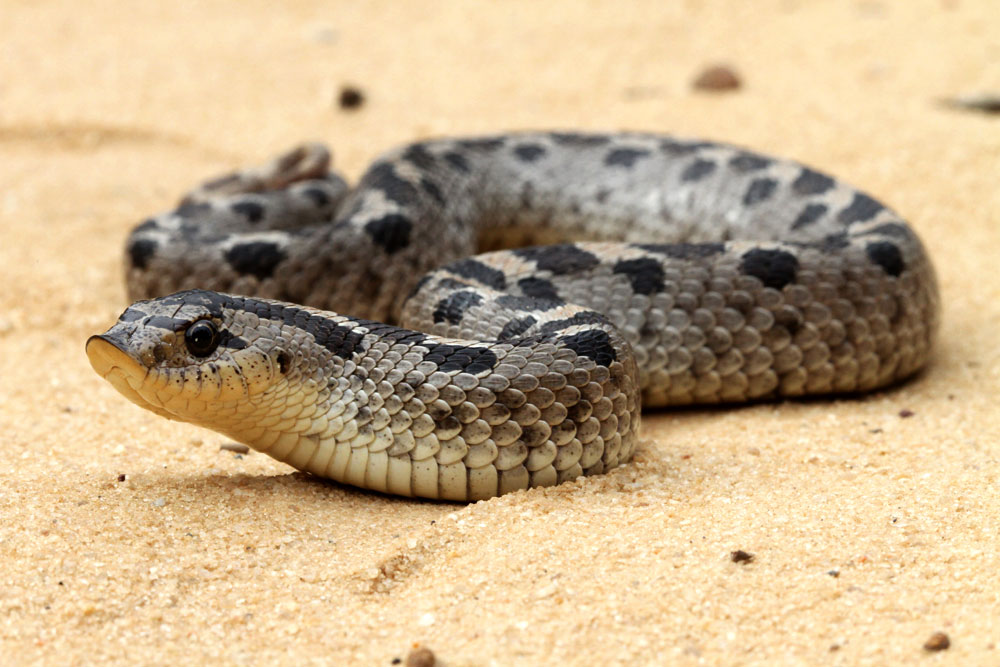 southern hognose snake range