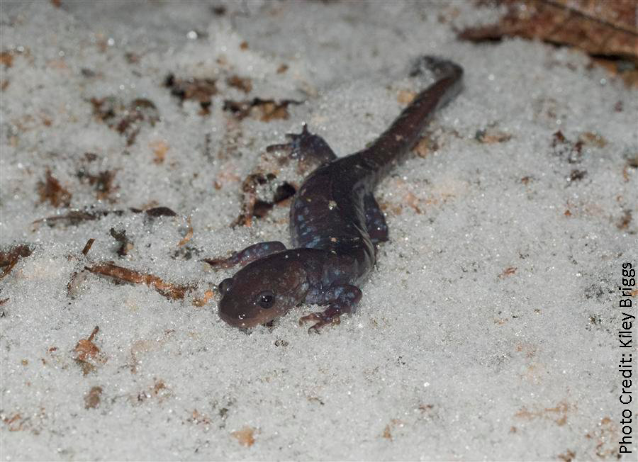 reptiles amphibians roam snowy conditions