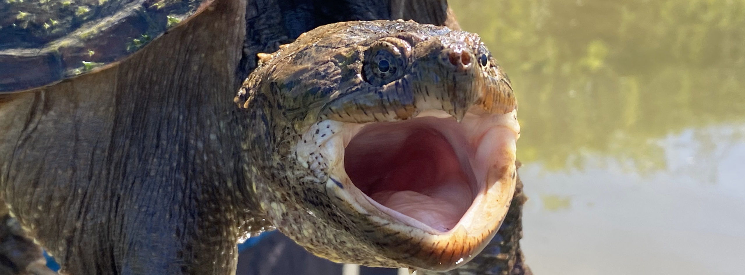 will a snapping turtle attack a dog