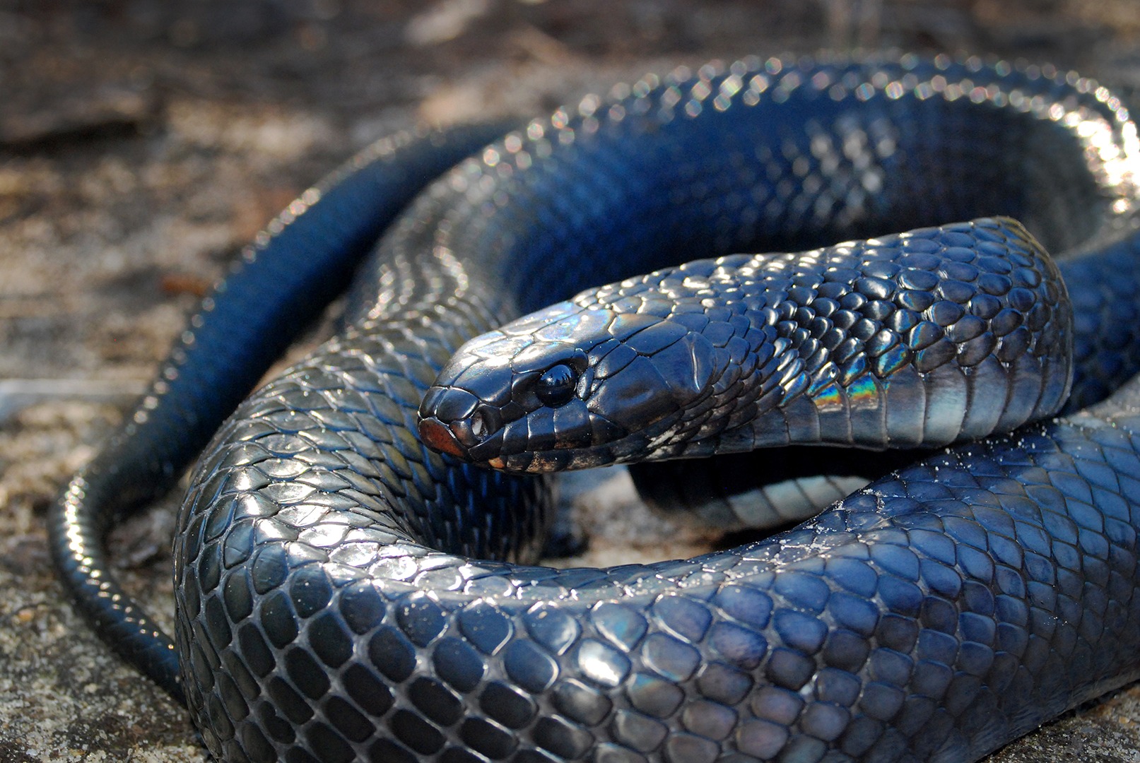 Genetic Connectivity Of Floridas Indigo Snake Populations The