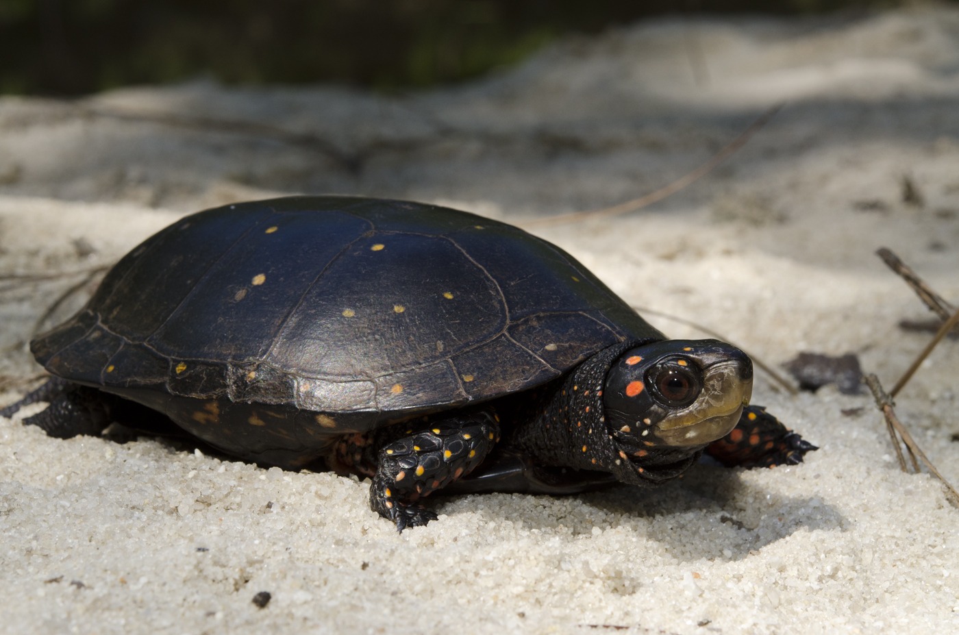 Spotted Turtle | Priority Species