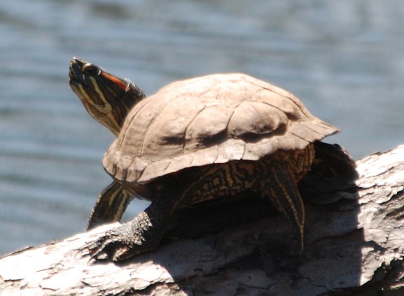 Bog Turtle For Sale Canada informacionpublica.svet.gob.gt