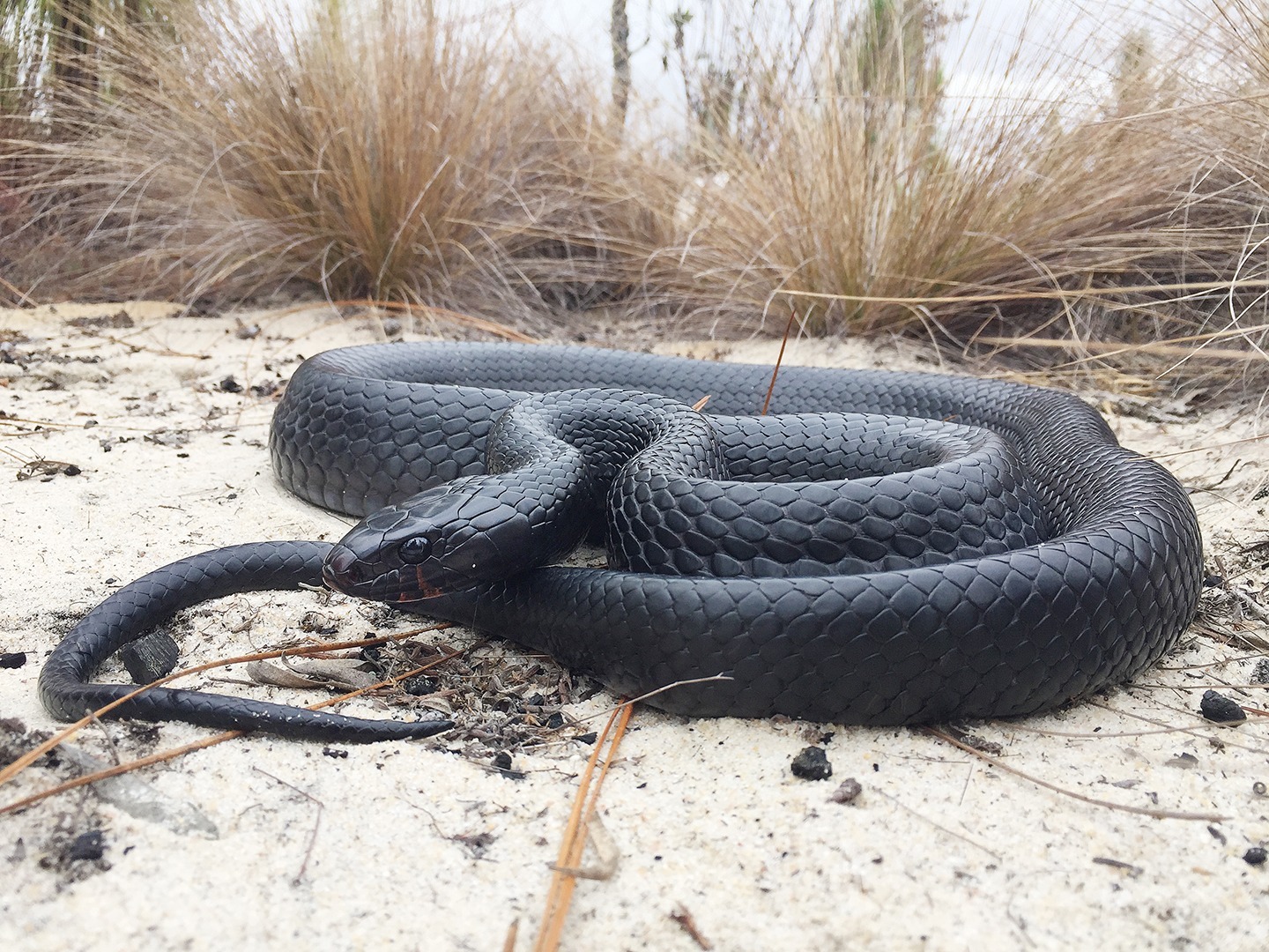 Eastern Indigo Snake