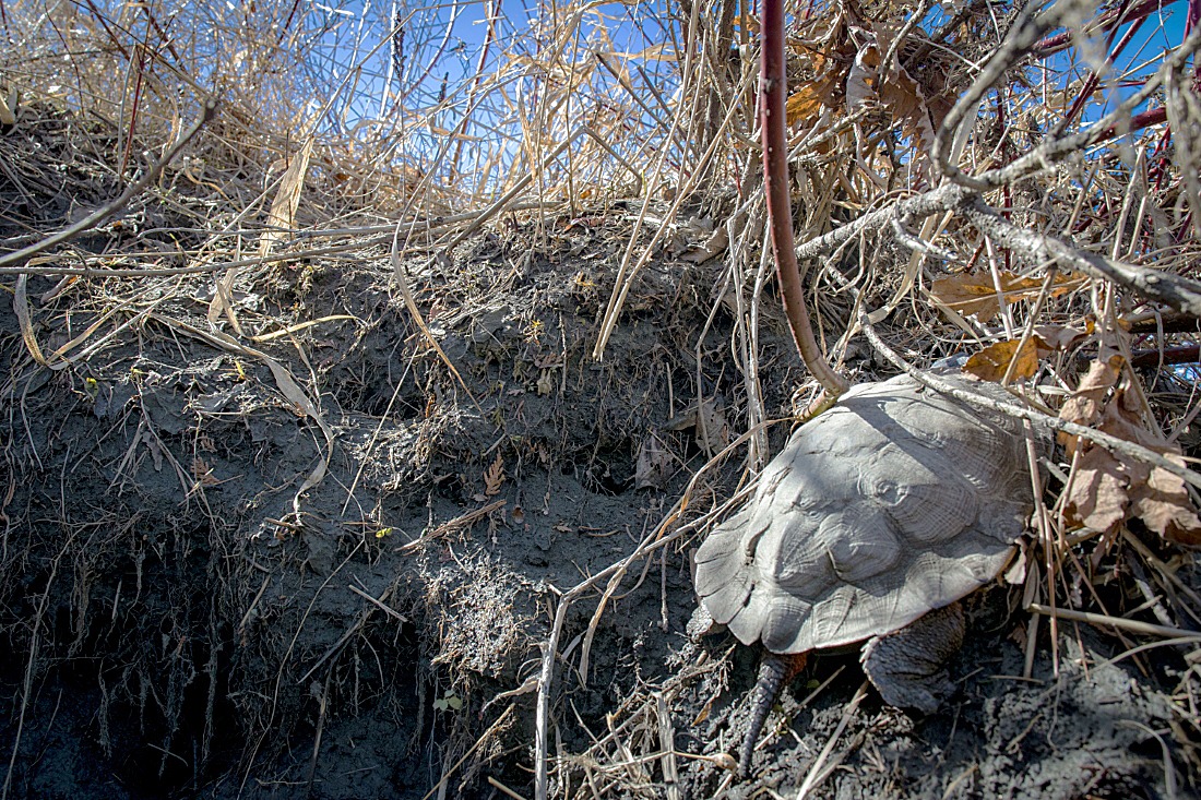 The Wood Turtle Emergence - The Orianne Society