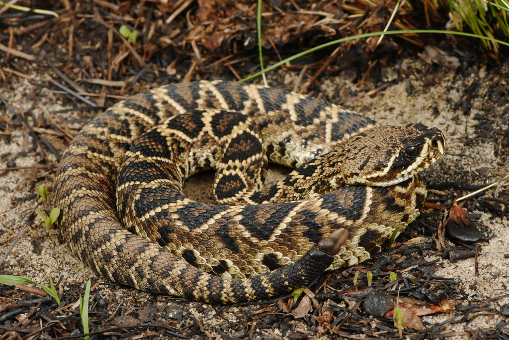 A juvenile Eastern Diamond-backed Rattlesnake coiled on the forest floor.