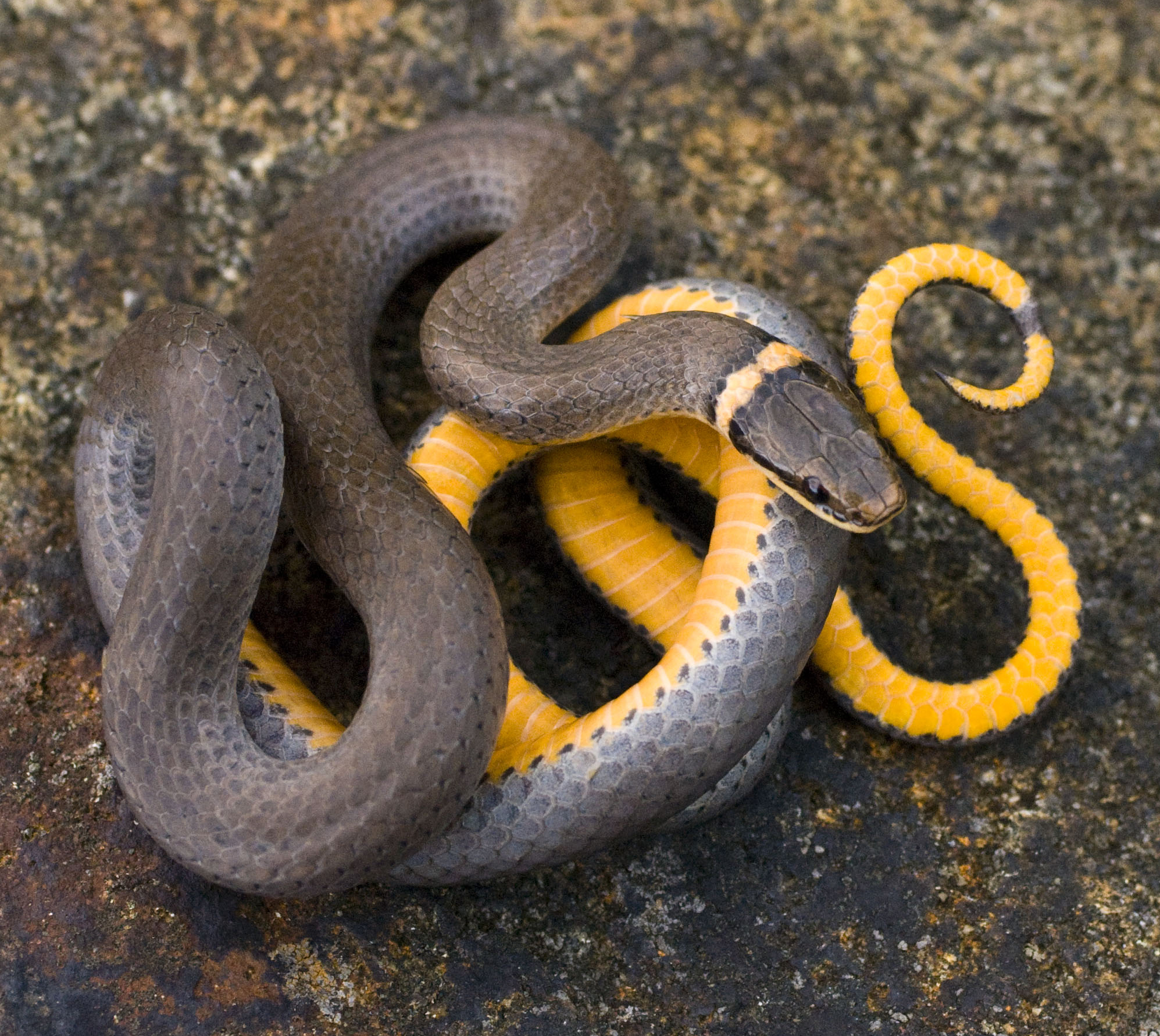 Ring-necked snake - Wikipedia