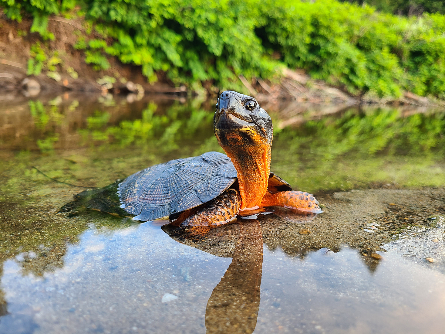 Rehab Wood Turtle - The Orianne Society