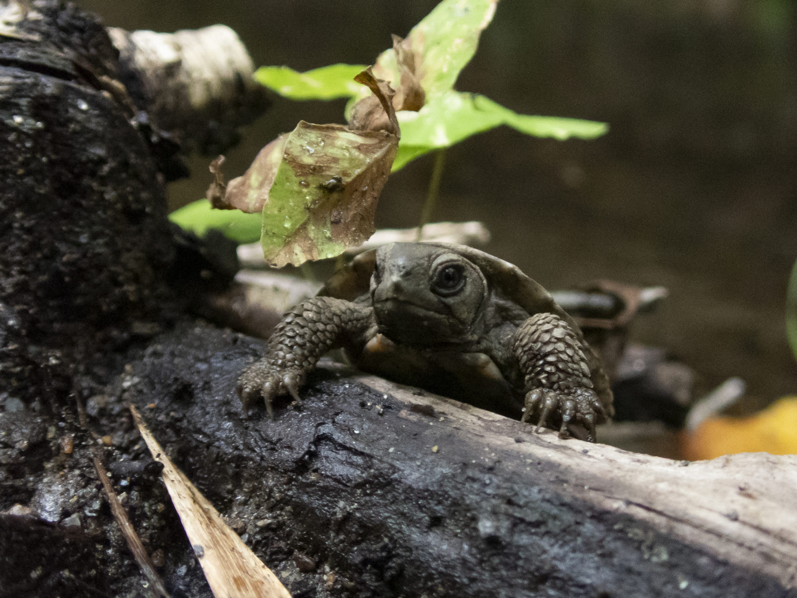 A big day for tiny turtles in Lake Champlain