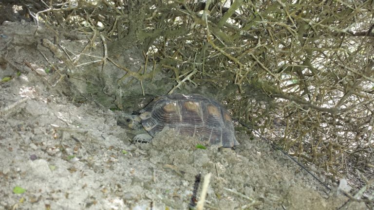 resized - Texas Tortoise (1)