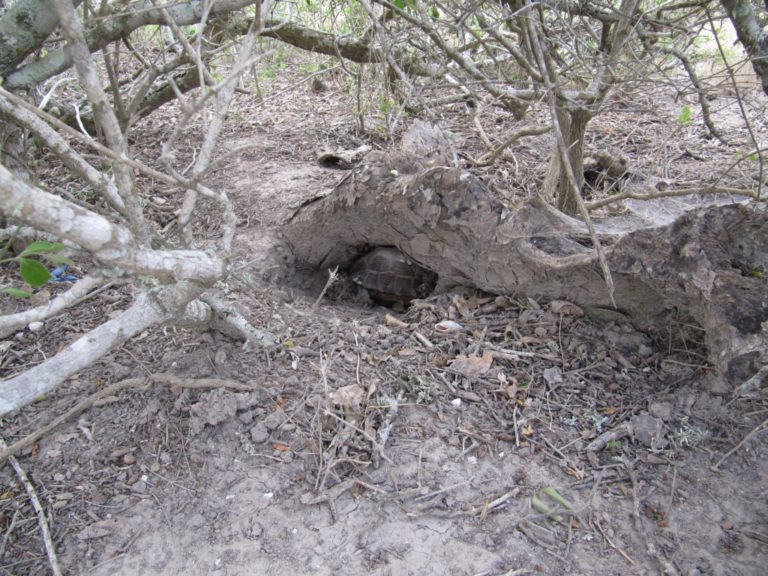 resized - Texas Tortoise (12)