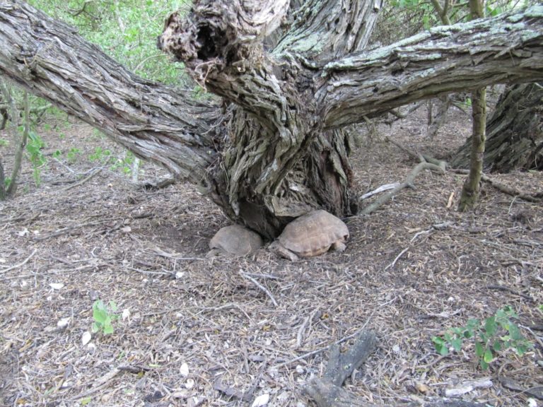 resized - Texas Tortoise (14)